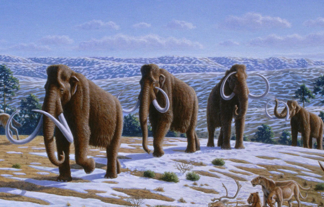 冰河时代的巨兽-猛犸象_动物图片_初高中地理网