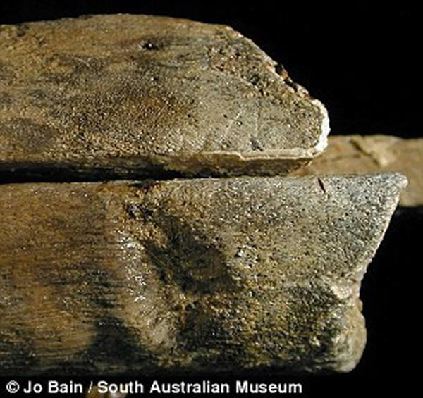 显示1.2亿年前鱼龙同类相争 - 中国化石网