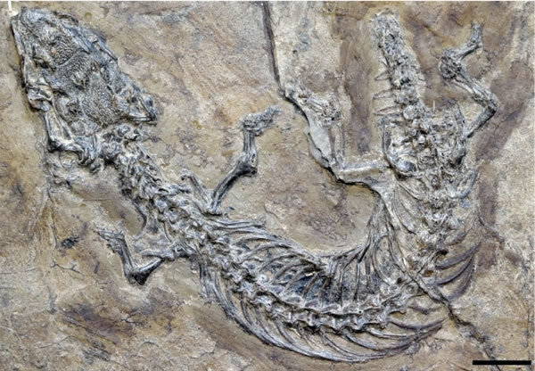 古生物学家发现蜥蜴新物种化石 - 中国化石网