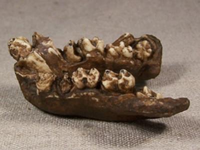 ɽԳ��Oreopithecus����ʯ