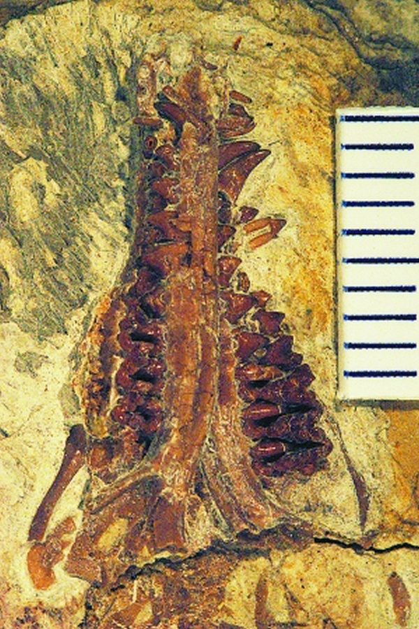 化石 中华侏罗兽 距今1.6亿年 - 中国化石网