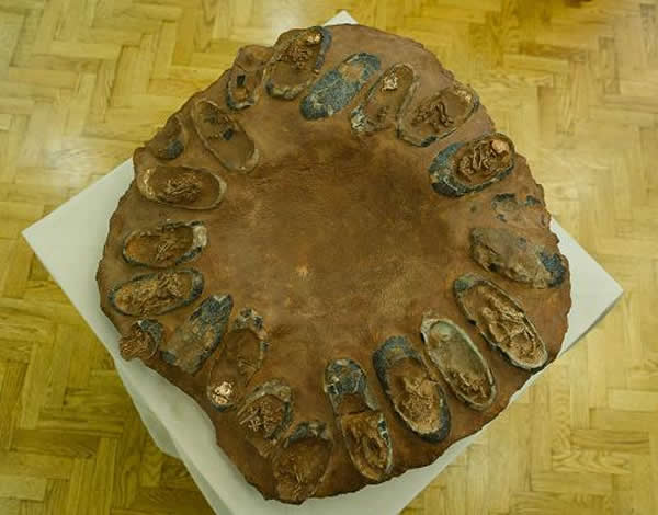 中国首次通过外交追讨走私化石 含有胚胎