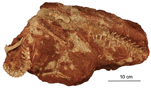 中国浙江省天台白垩纪两头塘组一新的鸟臀