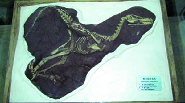 现有资料表明,侏罗纪恐龙化石