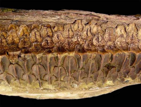 咀嚼能力可能和哺乳动物相似 - 中国化石网