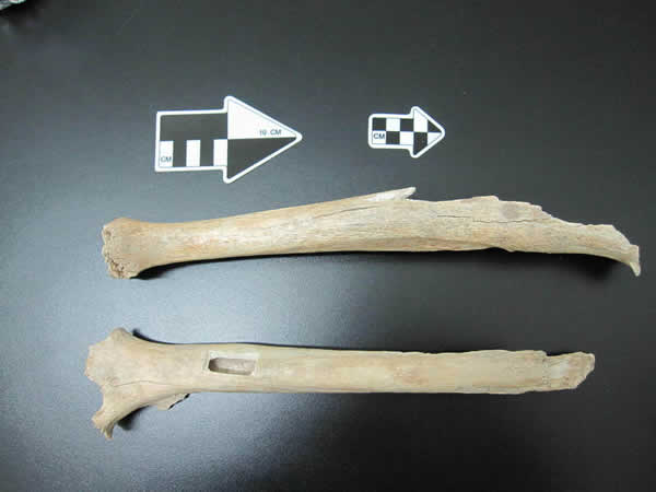 ��԰����ַ���ֵ�4����ǰ�������ȹǻ�ʯ