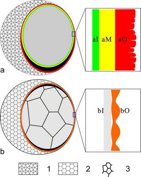 具有表面装饰的两类不同化石的示意图