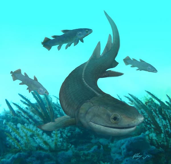 춫㣨Tungsenia paradoxa̬ԭͼ