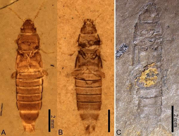 ͼ1-A,B�Ⱥ�����Ⱥ���������;C�ⱴ�Ӷ����������