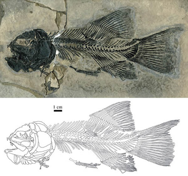 (Gymnoichthys inopinatus)±걾IVPP V 16354(𷫹ͼ)