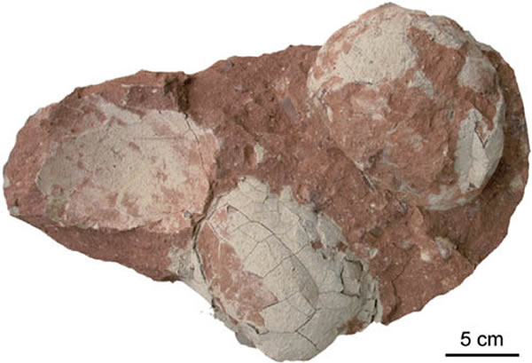 ��ǰ�����ε���Paradictyoolithus zhuangqianensis oogen. et oosp. nov.������ǿ��ͼ��