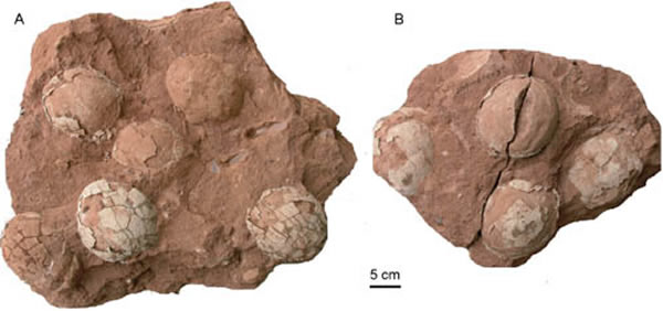 ����ɽ�����ε���Paradictyoolithus xiaxishanensis oogen. et oosp. nov.������ǿ��ͼ��