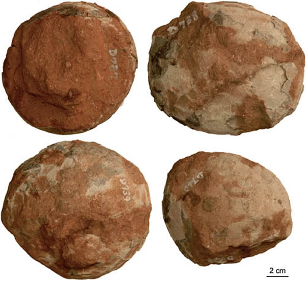 ����ԭ���ε���Protodictyoolithus jiangi������ǿ��ͼ��