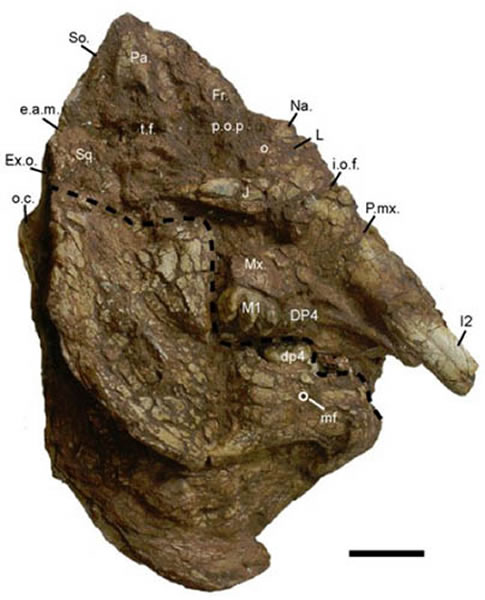 �����л���������֣�ͷ�Ǽ����ǣ����ͱ걾��V 18221������Ԫ��ͼ��