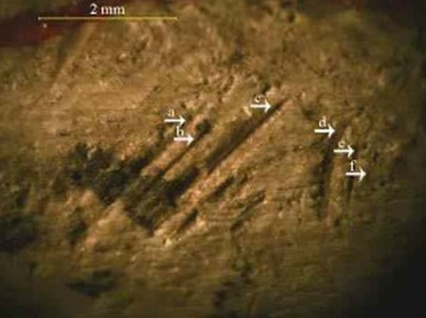 ����ɽ��ַ�����걾�ϵ��и�ۼ�