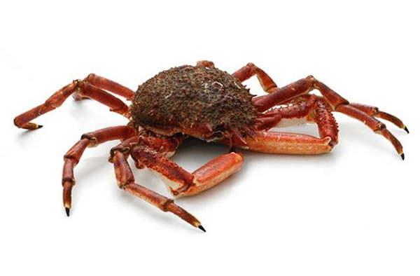 ��ѧ����������������ʯ��������������ϵ�֩��з������1������ʷ����֮ǰ�����֩��з�����缸������