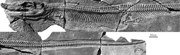 ˫�гݰ��������ͱ걾����(ZMNH M8804) (��������ͼ)