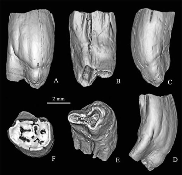 奇氏察里圆齿鼠(Tschalimys ckhikvadzei)右上前臼齿(IVPP V 8107) 3D复原图 (吴文裕供图)