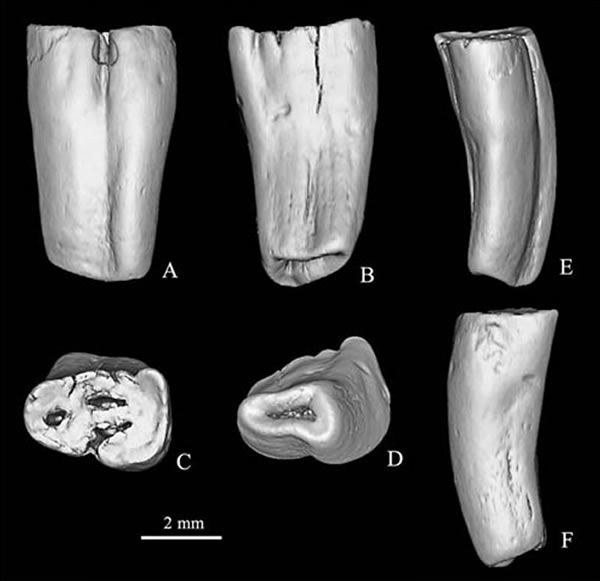 杨氏简圆齿鼠(Simpligaulus yangi gen. et sp. nov.)左下前臼齿(IVPP V 17929) 3D复原图(吴文裕供图)