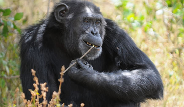 ��������Գ���з��ֵ�ƽ��ѡ��