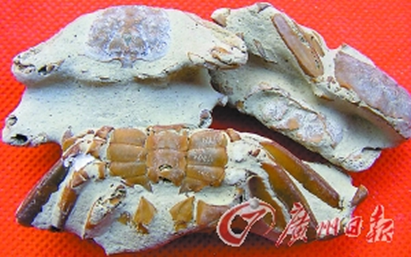 �㶫���ŷ���һ������з��ʯ