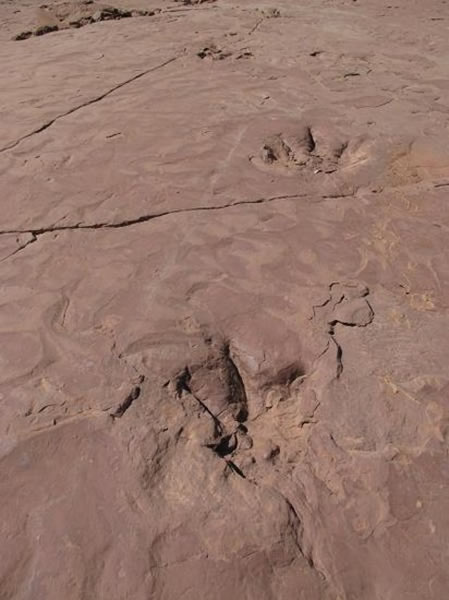 凉山州昭觉县发现大量白垩纪恐龙脚印化石