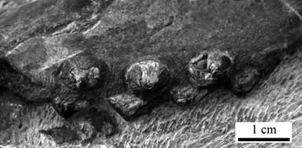 双列齿凹棘龙(Concavispina biseridens)上颌骨牙齿化石