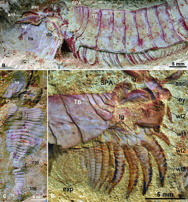 ������������ϵ�����̽�Сʯ�Ӷ���Ⱥ�еĸ��ɺ����ࡣ��ͷ���ƿ����Ķ��ر���ģʽ����¶��ͷ���Ļ����ṹ����֫���ͼ�������ʽ