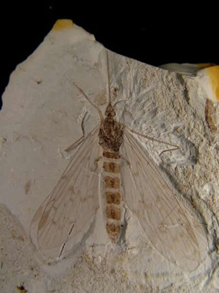 格氏丽中生蝎蛉Lichnomesopsyche gloriae