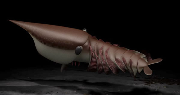 ����͵ĳ�����ʳ��Hurdia victoria�ĸ�ԭͼ