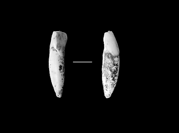 ����Ĺ������ųݻ�ʯ