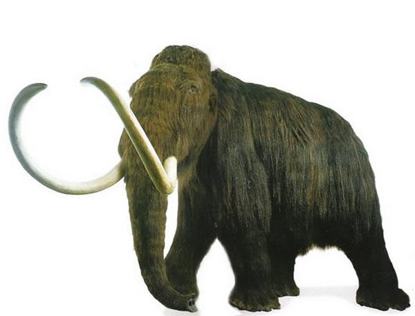 1.2����ǰ����ʱ����Զ������Ϊ�˲�ʳ���������ζ������࣬ʹ��1.9����ǰ���ﳤ�����������㹳������