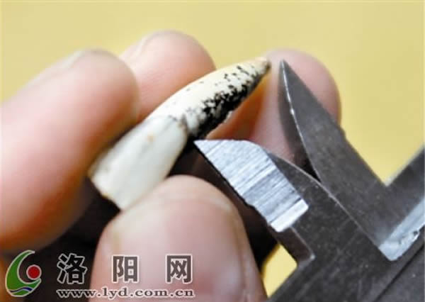 �����������ݻ�ʯ