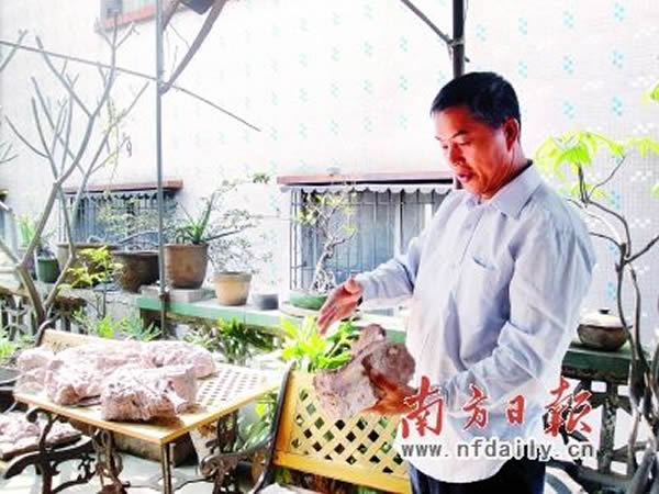 赵灿辉家中阳台上,堆满了大大小小的化石。