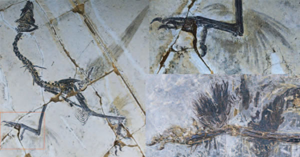 �����о���ʾ�ڽ���Ϊ˫��֮ǰ�������ĸ����