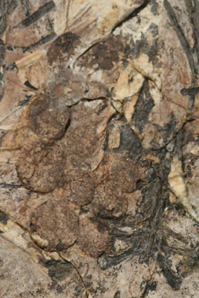 反鸟类卵巢滤泡化石放大图