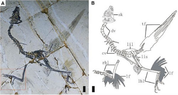 �����к�֫��ë�Ļ���걾����Т����ͼ��