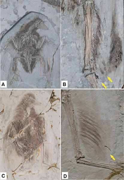 �����к�֫��ë�Ŀ�����(A��B)�ͻ�����C��D���걾����Т����ͼ��