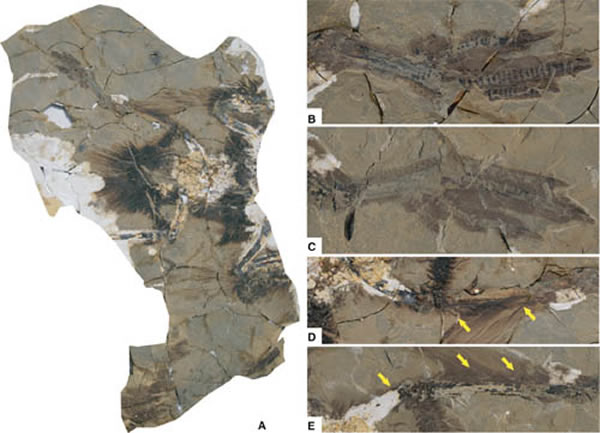 ����걾��A����ͬʱ�������㲿��Ƭ�����루B��C)���Ȳ���ë��D��E������Т����ͼ��