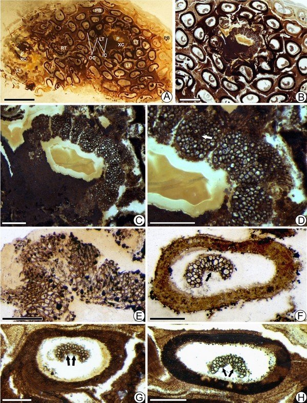 ��Ʊ���Ͼ������֣�Ҷ�������ʹ���