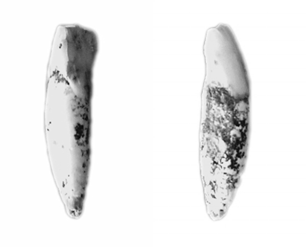 ��Ҷ��������������ݻ�ʯ