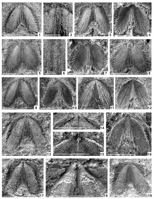 ���ռ�ĩ������������㶯���Ⱥ�о��½�չ