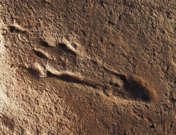 ��������㼣