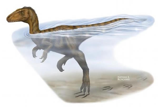 ��������ͼ����ֳ�������ʳ�Կ����ں�ˮ�ζ�����צ�����Ӵ�������