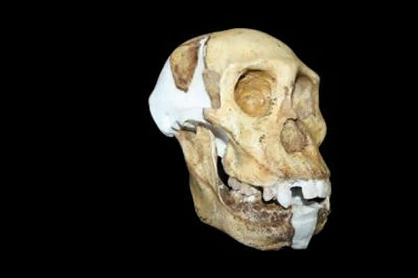 重建后的南方古猿sediba头骨和下颌骨