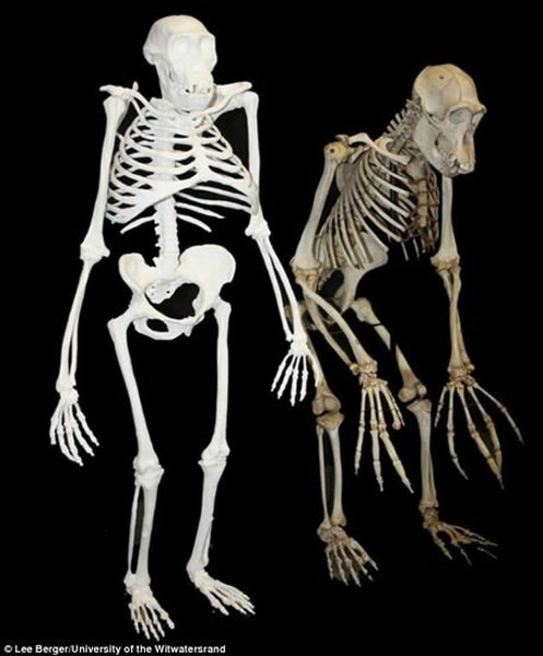 源泉种南方古猿(图左)与普通的黑猩猩骨骼结构(图右)