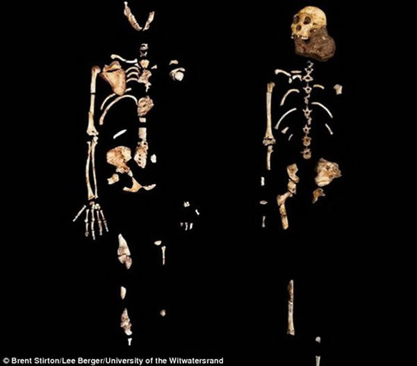 科学家依据部分源泉种南方古猿骨骼化石发现他们长着“内八字脚”