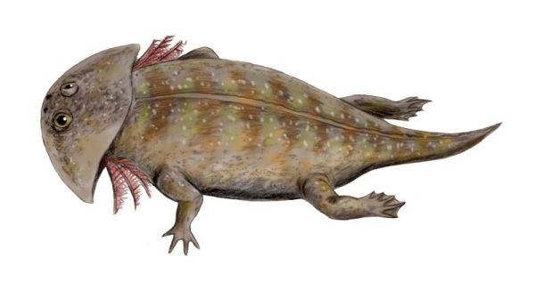 Gerrothorax pulcherrimus��ԭͼ