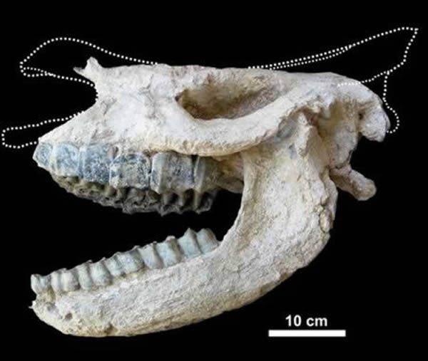 66磅(约合30公斤)犀牛颅骨