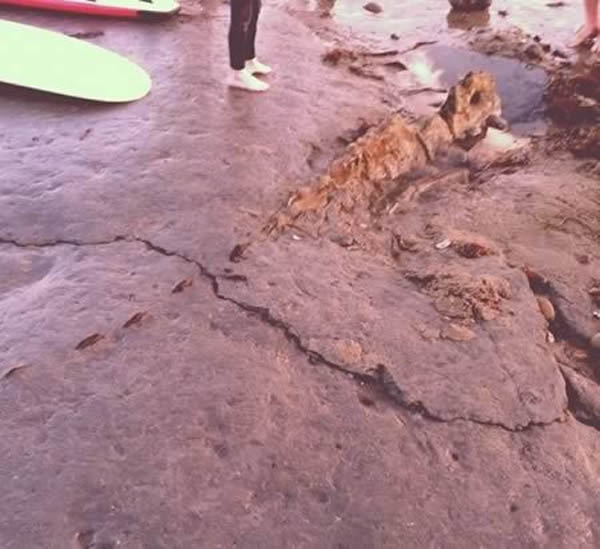 在圣克鲁斯海滩发现的已灭绝鲸种化石